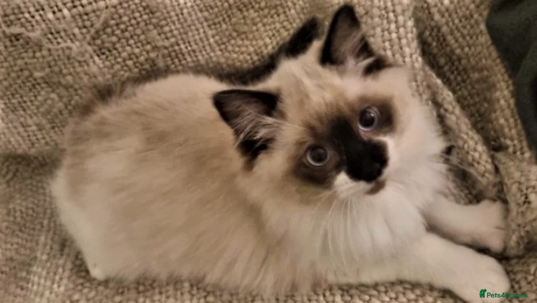 Ragdoll cats for sale: Last Stunning Full Pedigree Ragdoll Baby Ready Now - Advert 8