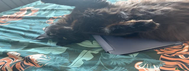 Bella