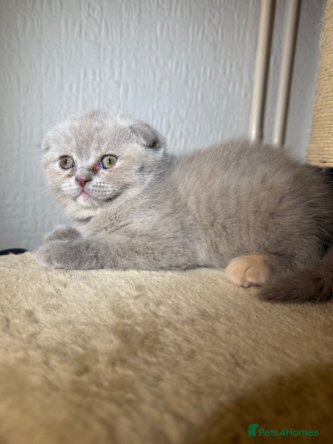 Scottish Fold cats for sale: 3 Adorable Scottish Fold Kittens🩷💙🩷 - Image 28