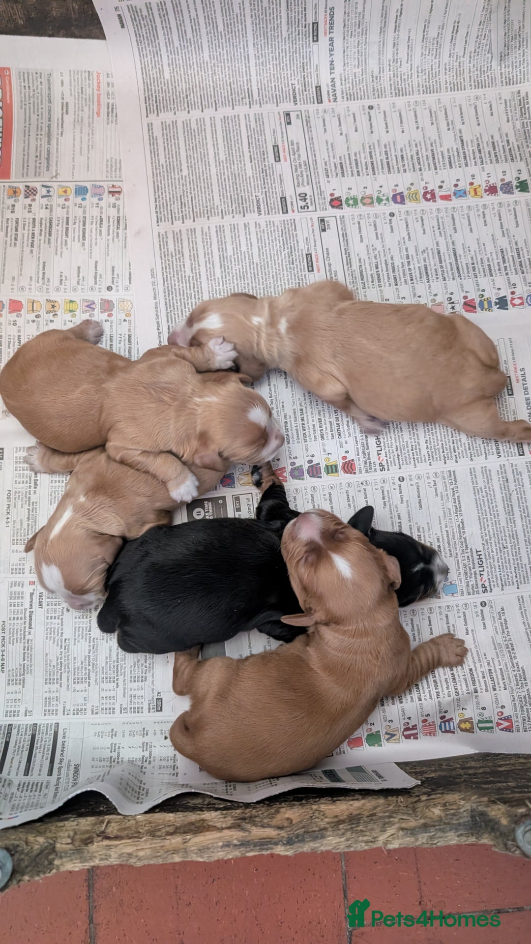 Cocker Spaniel dogs for sale: Working Cocker Spaniel Puppies  - Image 16