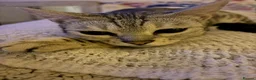 Egyptian Mau cats for sale: Beautiful Egyptian Mau Cat in South Croydon - Advert 14