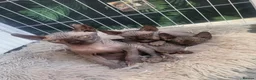 Sphynx cats for sale: Sphynx girls and boy elf 🐾🐾 - Advert 7