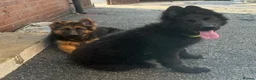 German Shepherd dogs for sale: Germany Sheperd long hair - Advert 2