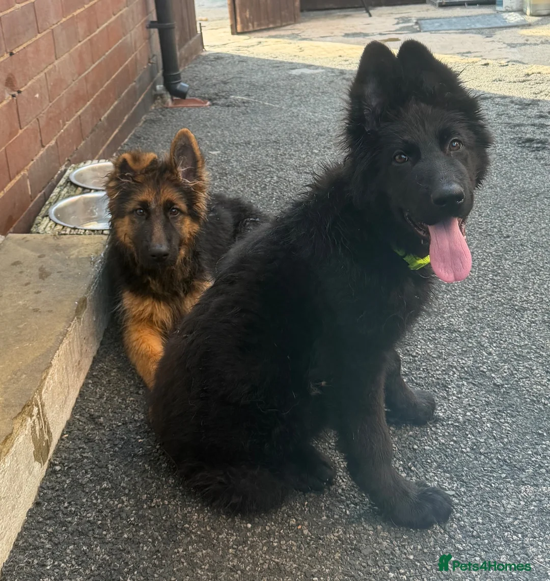 German Shepherd dogs for sale: Germany Sheperd long hair - Advert 2