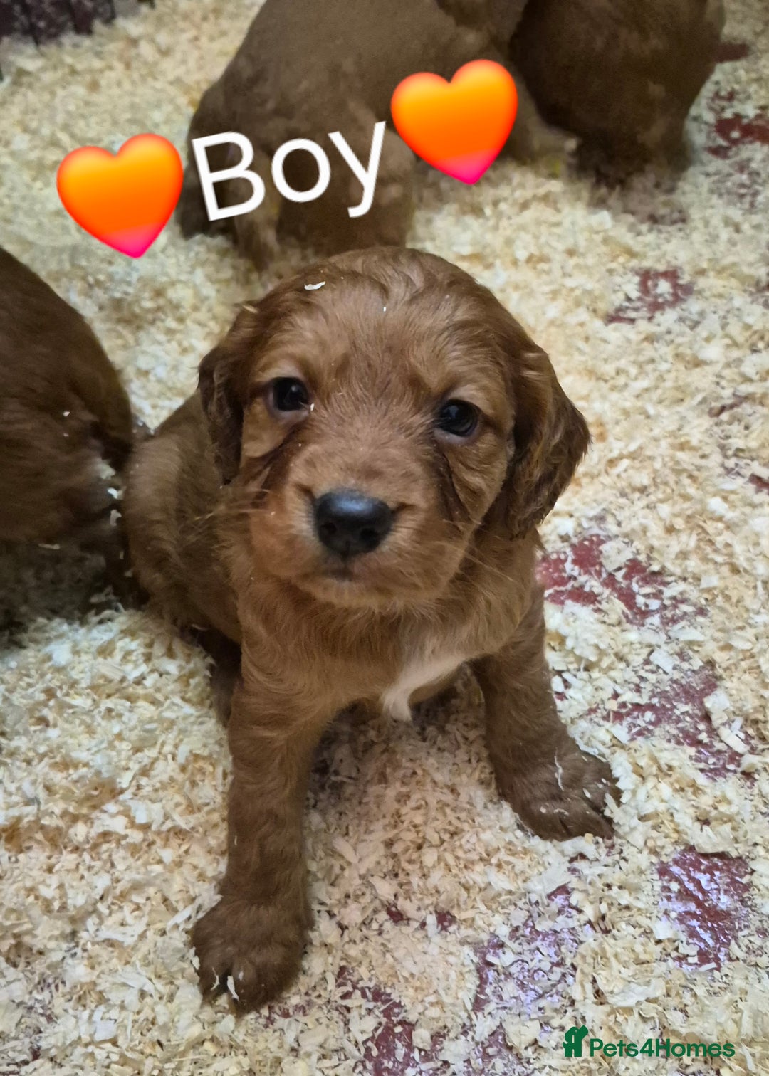 Cocker Spaniel dogs for sale: Gorgeous KC reg red cocker spaniel pups  - Advert 5