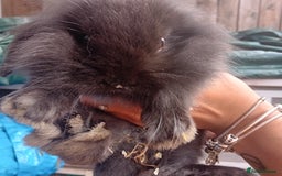 Mini Lop rabbits for sale: Mini lop rabbits  - Image 4