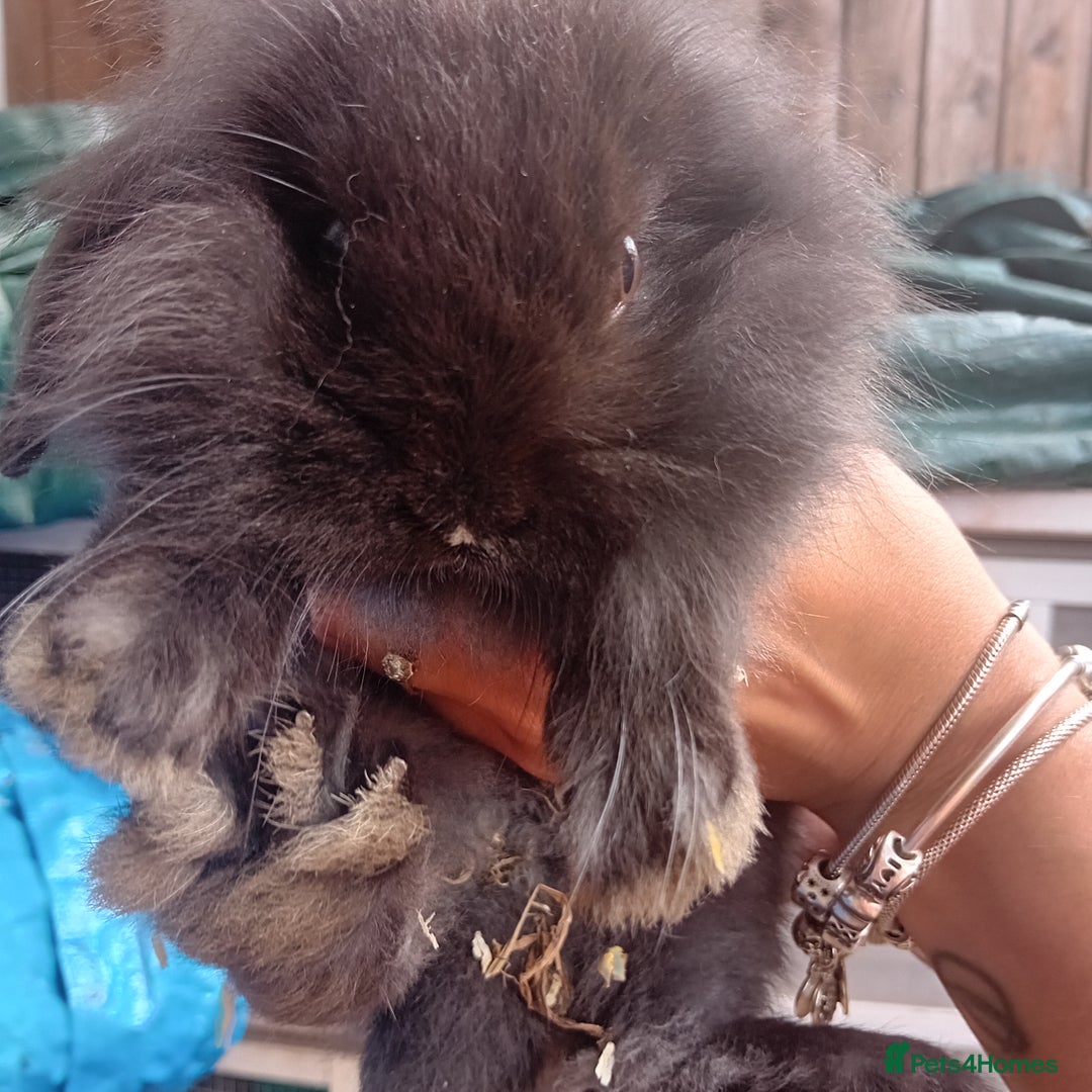 Mini Lop rabbits for sale: Mini lop rabbits  - Image 4