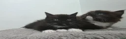 Ragdoll cats for sale: Ragdoll cross kittens black and white in Kirkcaldy - Advert 12