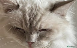 Ragdoll cats for sale: Ready to retire  - Image 12