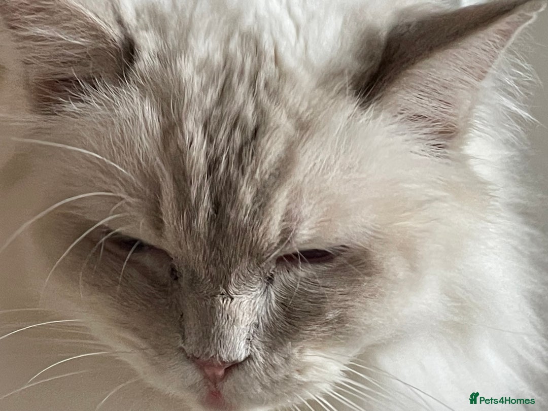 Ragdoll cats for sale: Ready to retire  - Image 12