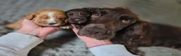 Cocker Spaniel dogs for sale: KC WORKING COCKER SPANIELS in Mansfield - Advert 2