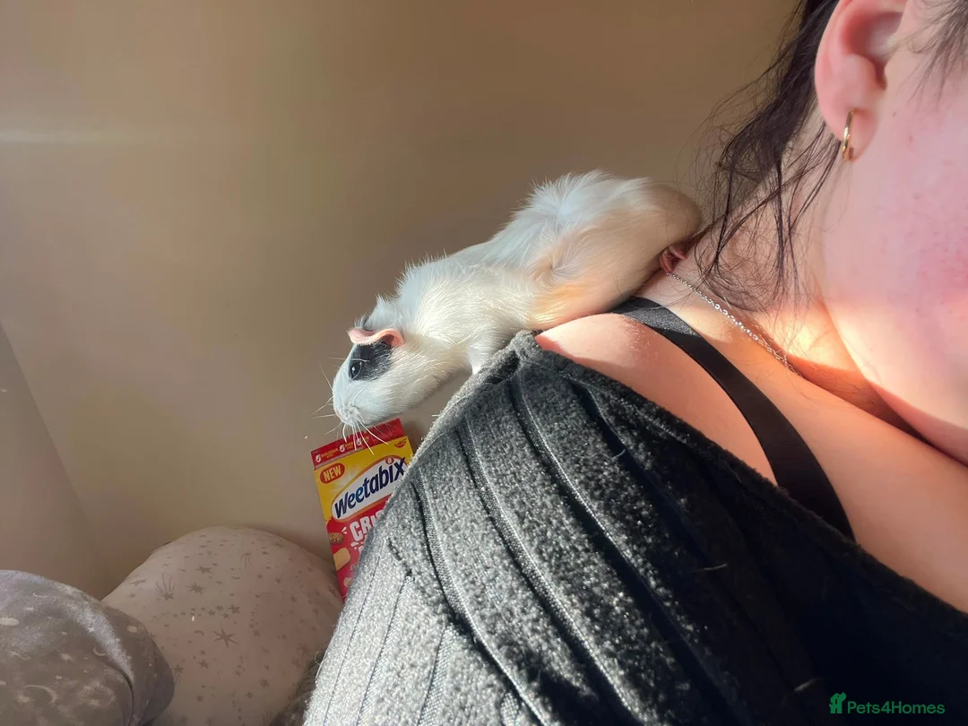 Guinea Pig rodents for sale: 2 male guinea pigs for sale in Birmingham - Advert 4