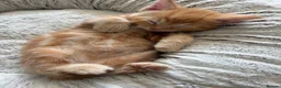 Mixed Breed cats for sale: Ready Saturday - Gorgeous Ragdoll X Ginger Kitten - Advert 10