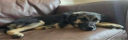 Mixed Breed dogs for adoption: Rocky for adoption in Hastings - Advert 3