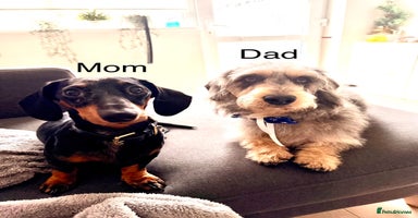 Mixed Breed dogs Miniature Dachshund × Dachshund Cockapoo Puppies - Advert 11