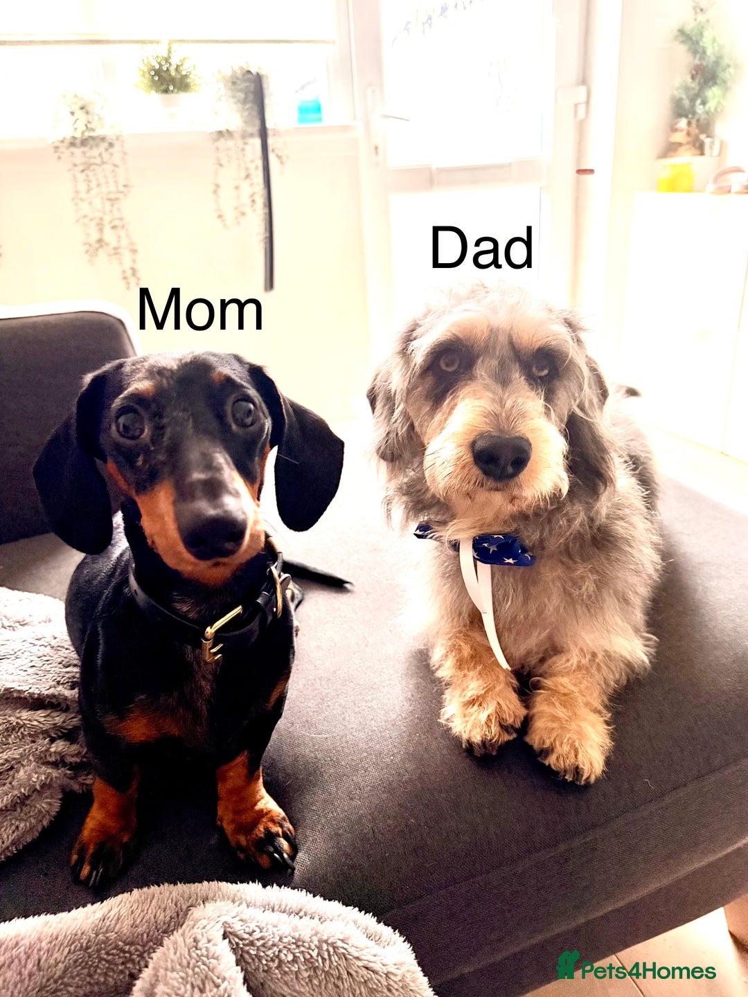 Mixed Breed dogs for sale: Miniature Dachshund × Dachshund Cockapoo Puppies - Advert 2