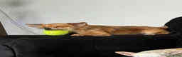 Chihuahua dogs for sale: Red fawn long haired girl - Advert 2