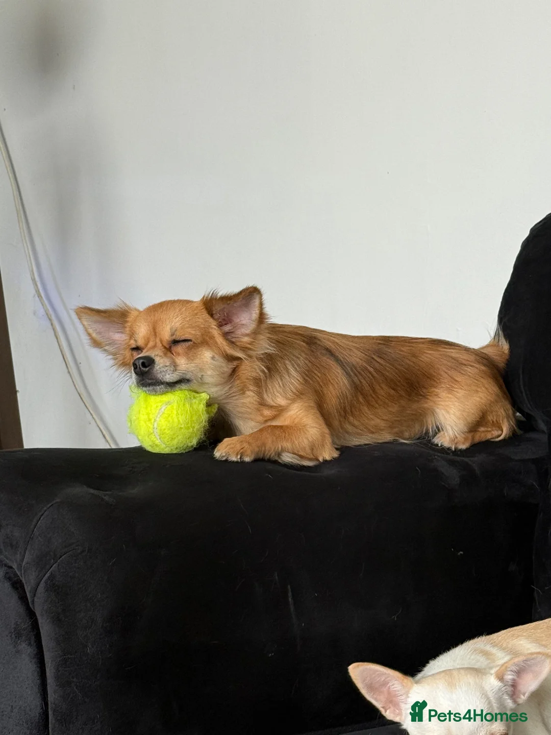 Chihuahua dogs for sale: Red fawn long haired girl - Advert 2