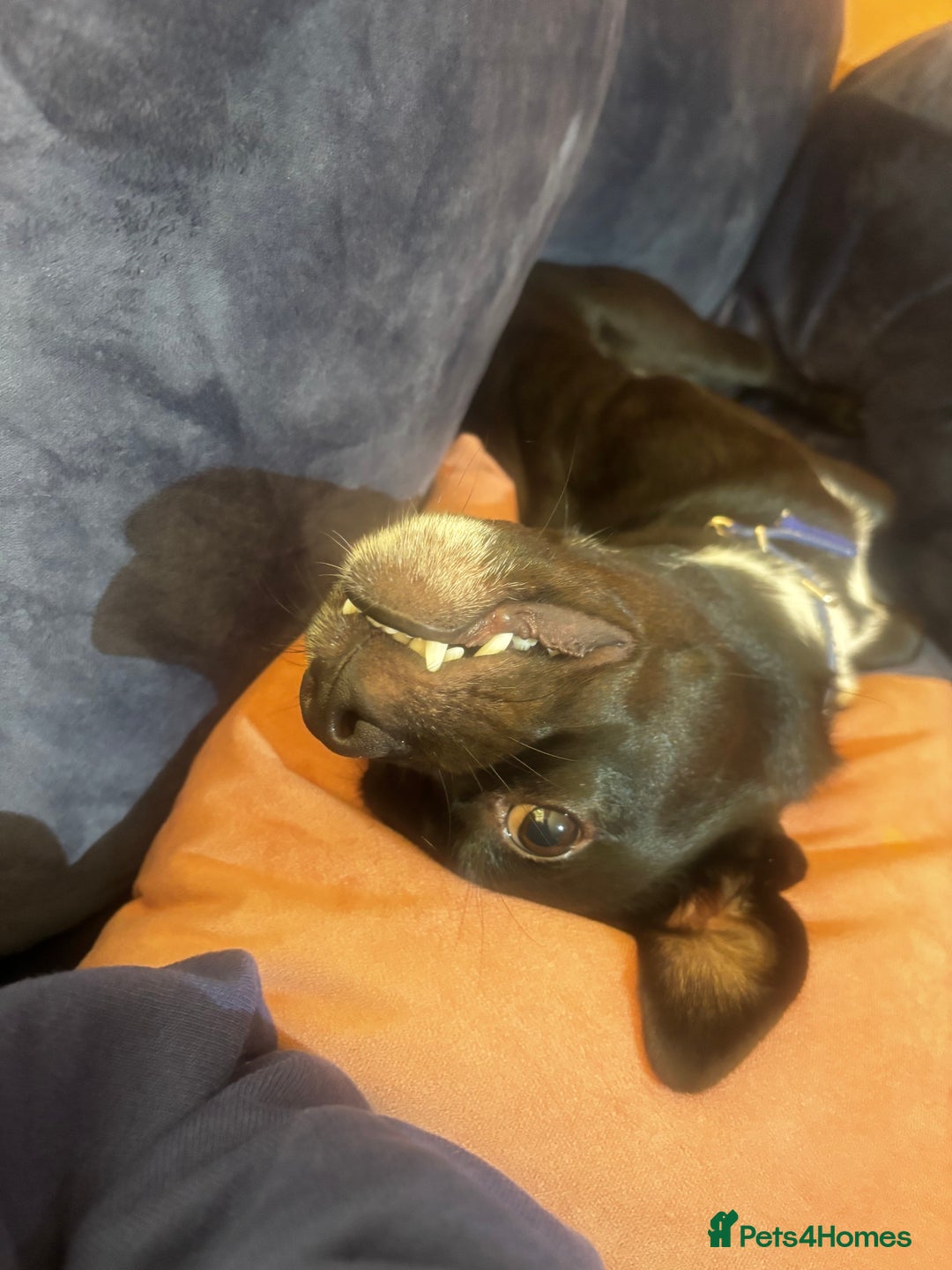 Mixed Breed dogs for sale: Milo the Pug X Collie  - Image 7