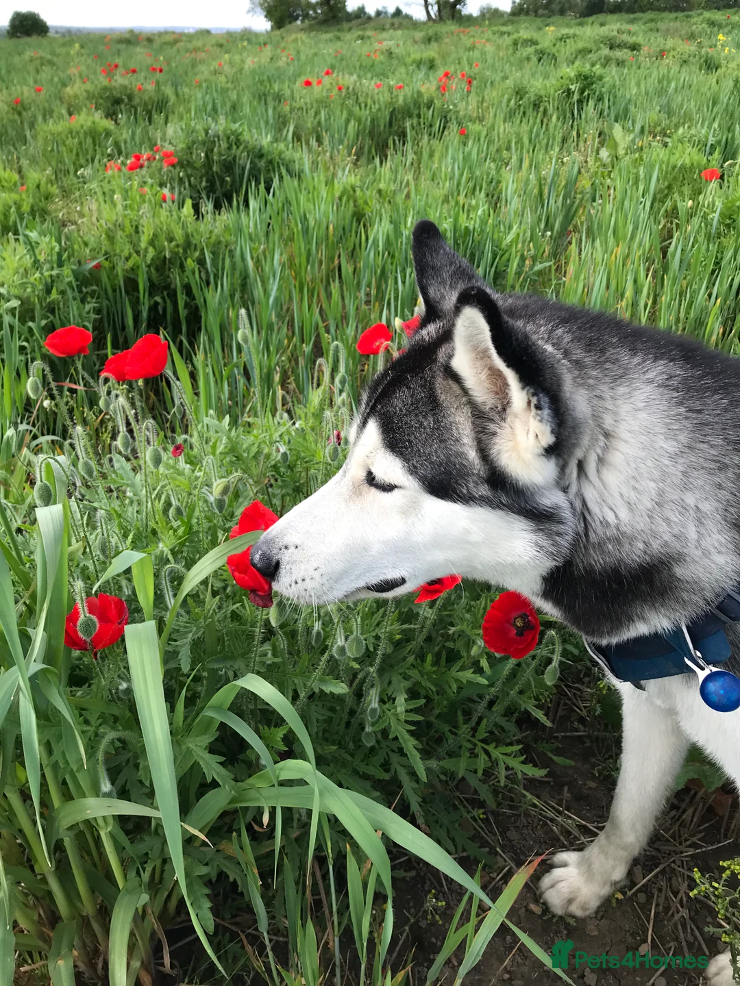 Siberian Husky dogs for stud: For stud only (quality proven stud ) in Wakefield - Advert 9