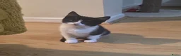Domestic Shorthair cats for sale: tuxedo loving girl looking for a new home  - Advert 7