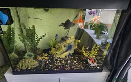 Fancy Goldfish fish for sale: Fish Tank - Image 1