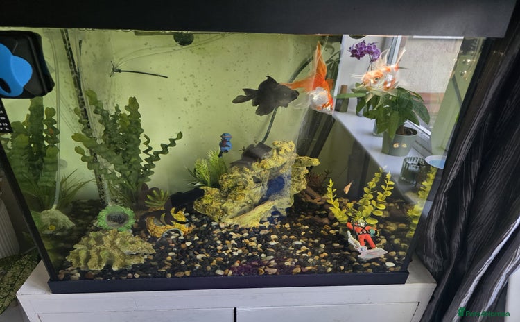 Fancy Goldfish fish - Advert 2