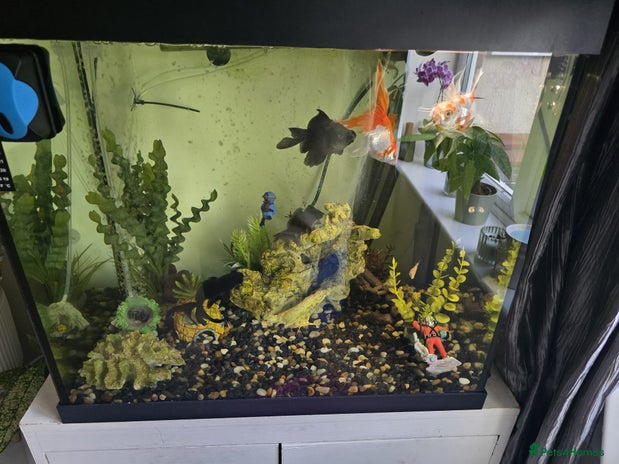 Fancy Goldfish fish - Advert 4