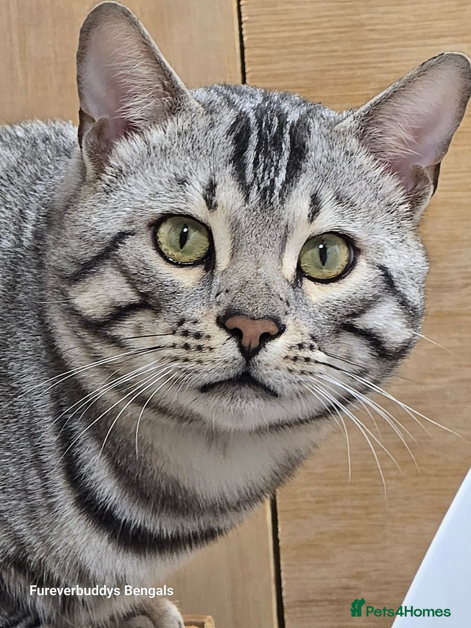 Bengal cats Stunning Silver Mature Bengal Male  - Advert 9