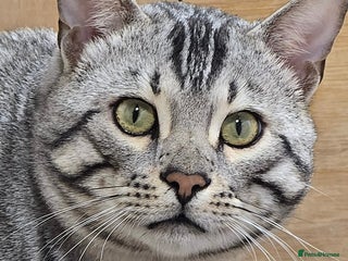 Bengal cats Stunning Silver Mature Bengal Male - Advert 1