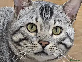 Bengal cats Stunning Silver Mature Bengal Male - Advert 4