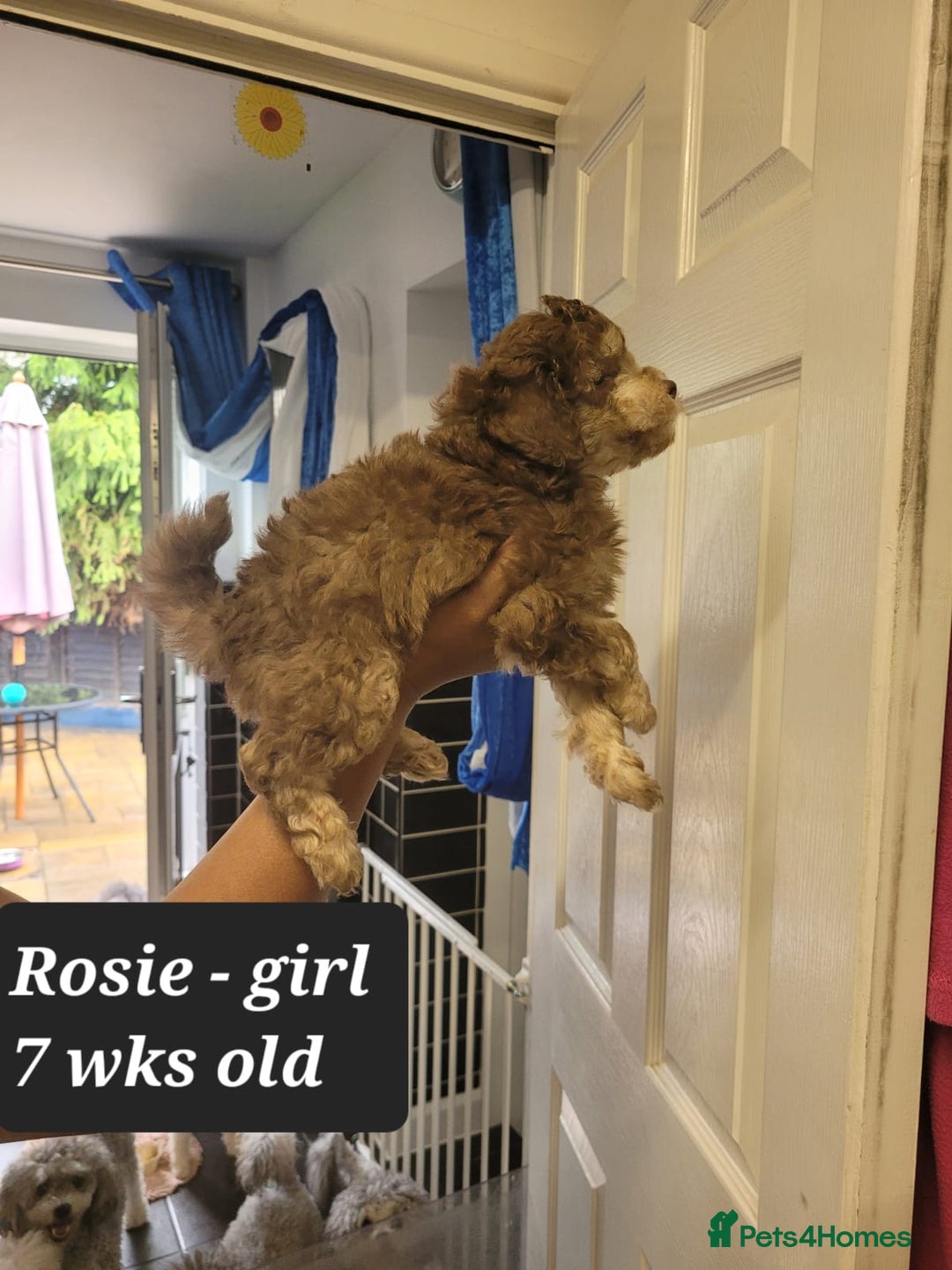 Toy Poodle dogs for sale: Asian toy poodle  - Image 15