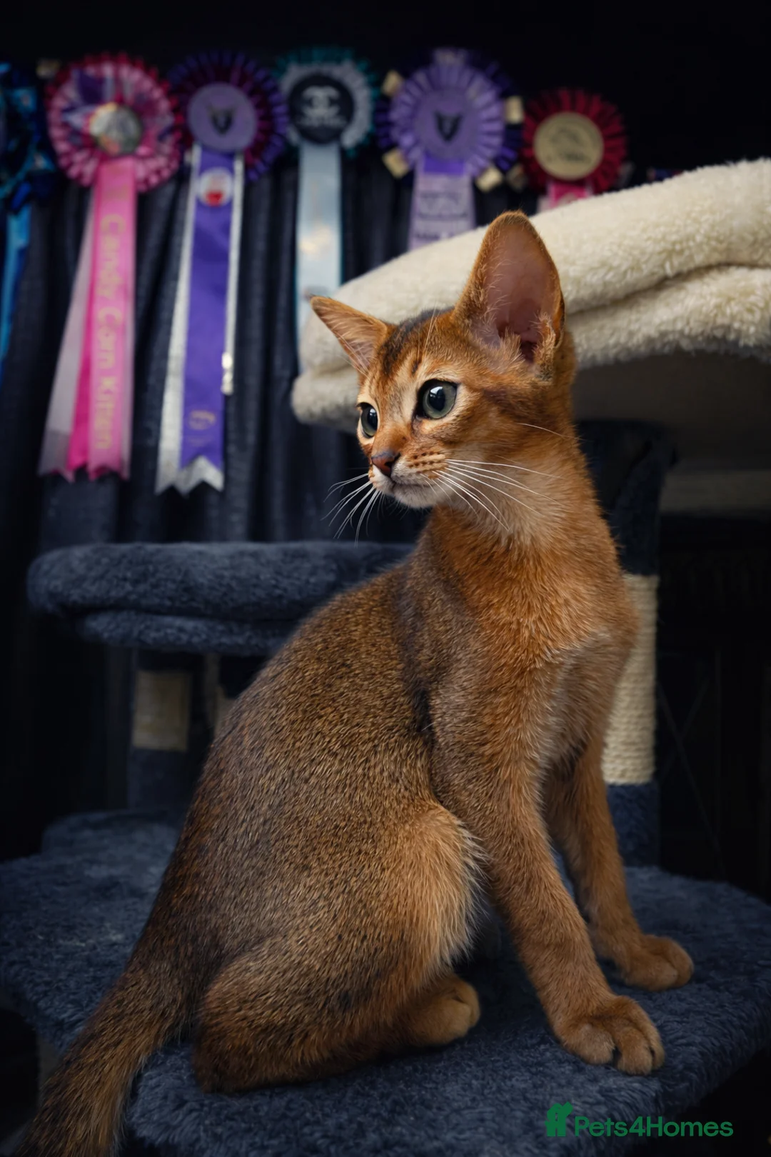 Abyssinian cats for sale: Stunning Show Quality Abyssinian Kitten –Clear HCM - Advert 1