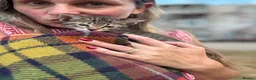 Savannah cats for sale: SavannahX GORGEOUS kittens  - Advert 19