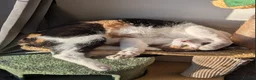 Arabian Mau cats for adoption: Female Rescue Cat for Adoption - Advert 6