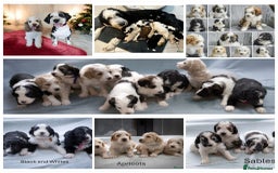 Goldendoodle dogs for stud: FULLY HEALTH TESTED! MOYEN POODLE STUD! in Kettering - Image 39