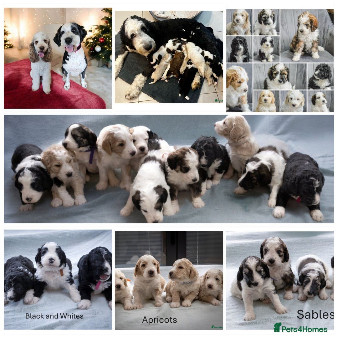 Goldendoodle dogs for stud: FULLY HEALTH TESTED! MOYEN POODLE STUD! in Kettering - Image 39