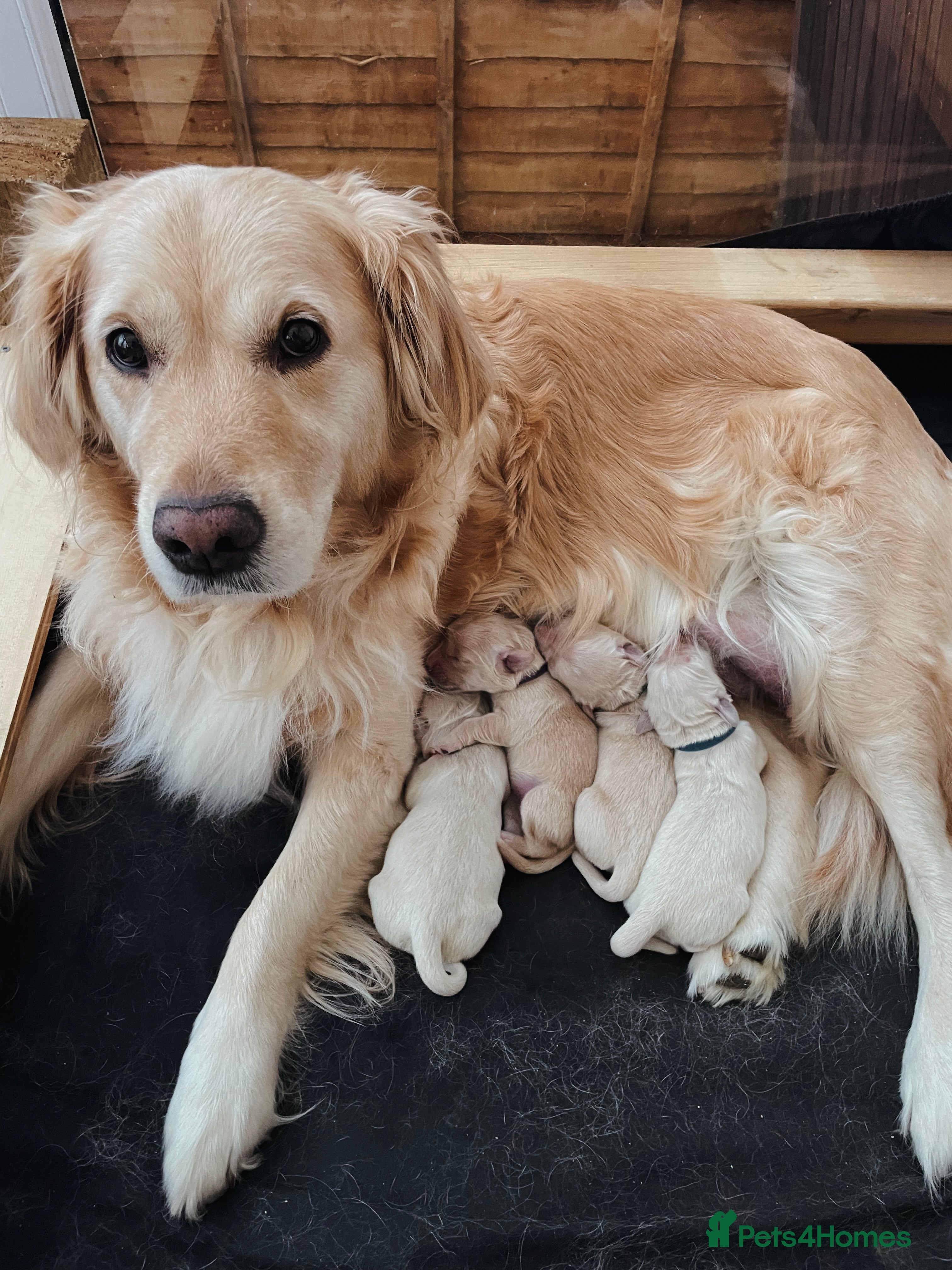 Golden Retriever dogs Pure Bred Golden Retriever Puppies for Sale - Advert 1