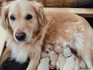 Golden Retriever dogs Pure Bred Golden Retriever Puppies for Sale - Advert 1