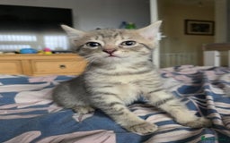 Mixed Breed cats for sale: Gorgeous 2 Girls and 3 boys For sale - Image 24