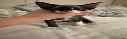 Devon Rex cats for sale: 2026 Devon Rex litters  - Advert 8