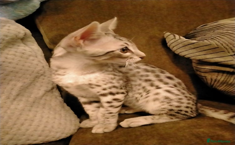 Savannah cats - Advert 1