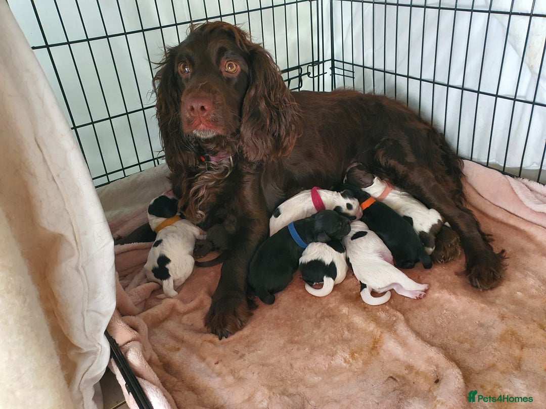 Cocker Spaniel dogs for sale: 14 week old cocker spaniel puppy for sale. - Image 4