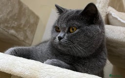British Shorthair cats for sale: British Shorthair Girls Ready for Forever Homes - Image 8