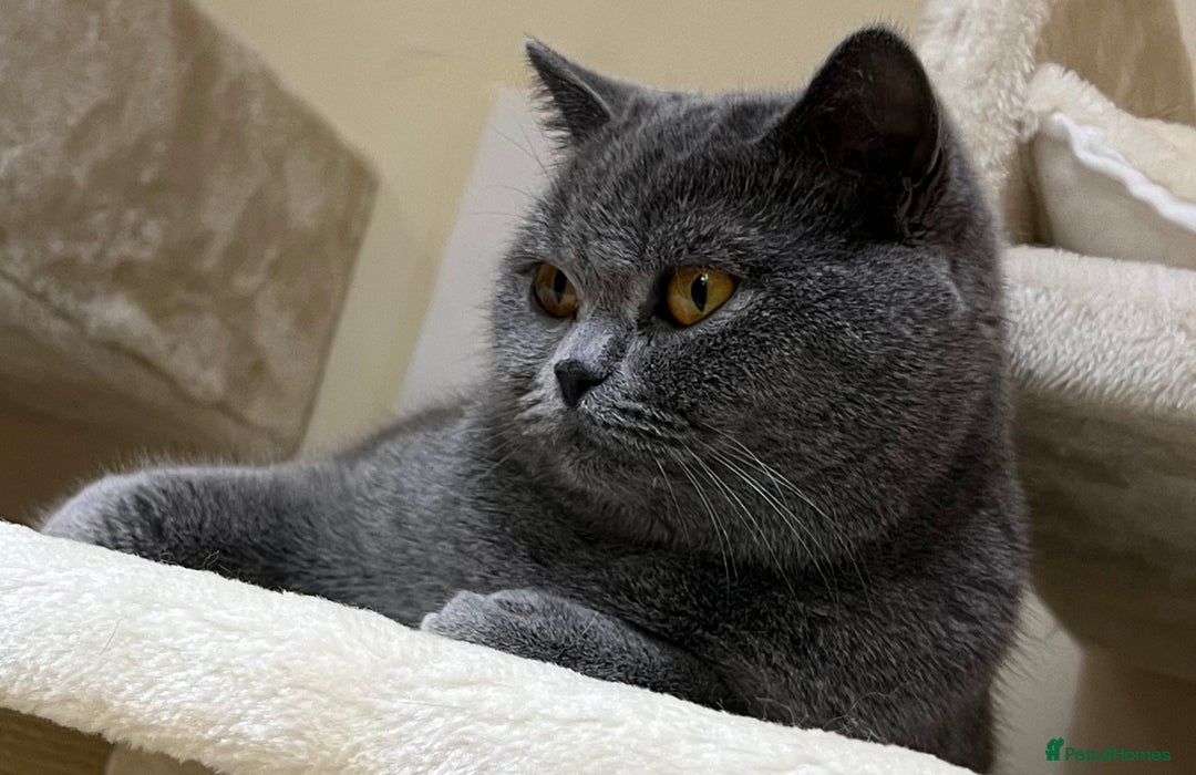 British Shorthair cats for sale: British Shorthair Girls Ready for Forever Homes - Image 8