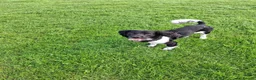 English Springer Spaniel dogs for stud: Hugo. in Sheffield - Advert 6