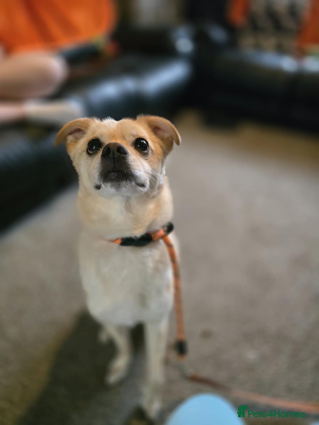 Mixed Breed dogs for adoption: 🍉Pipin🍉 for adoption, fostered in GLASGOW - Image 11