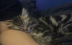 Siberian cats for sale: LONG HAIRED TABBY KITTEN MALE  - Image 6