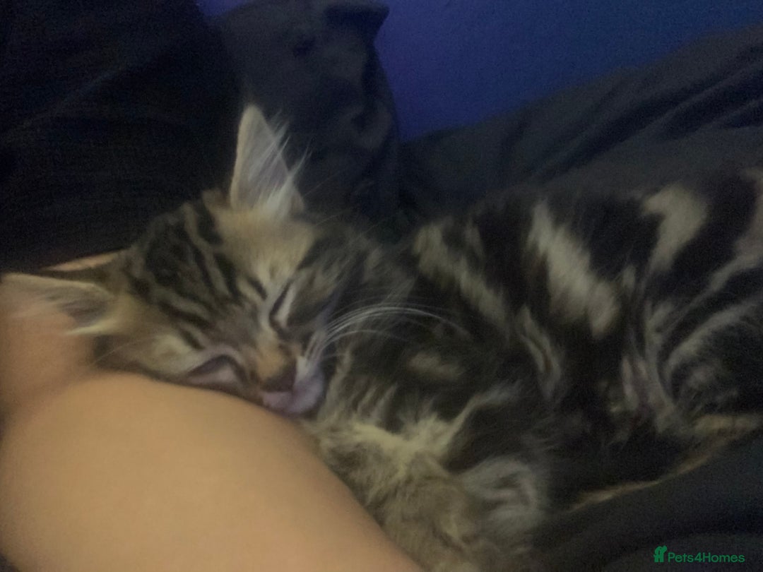 Siberian cats for sale: LONG HAIRED TABBY KITTEN MALE  - Image 6