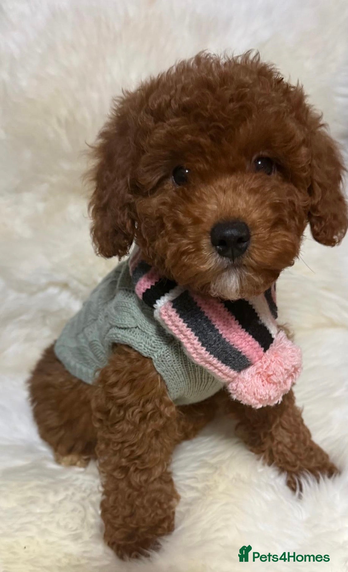 Cavapoo dogs STUNNING F1B CAVAPOO PUPPIES READY TO LEAVE!  - Advert 1